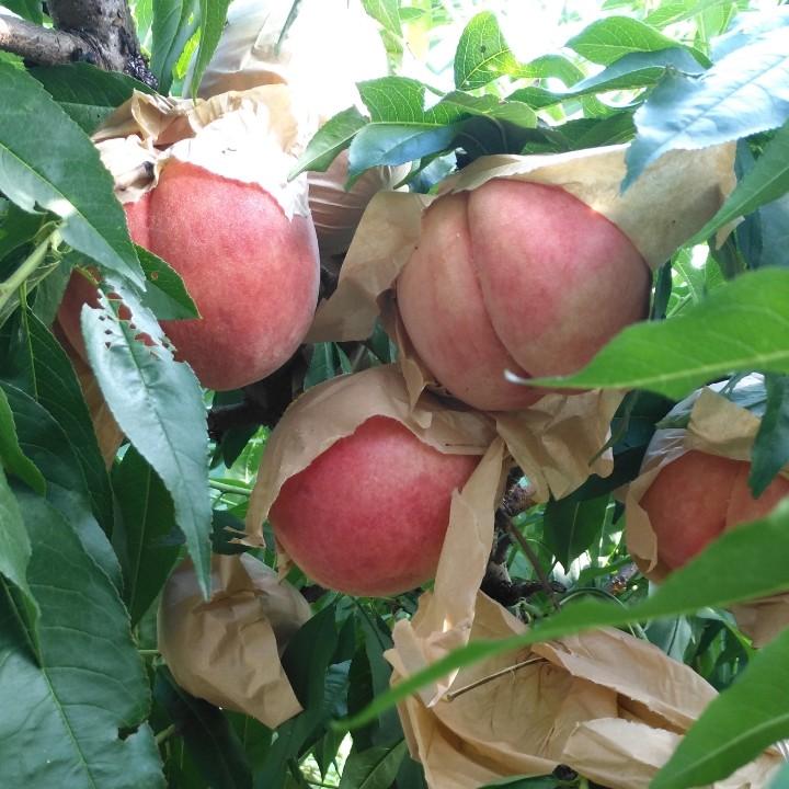 南汇小唐农产品