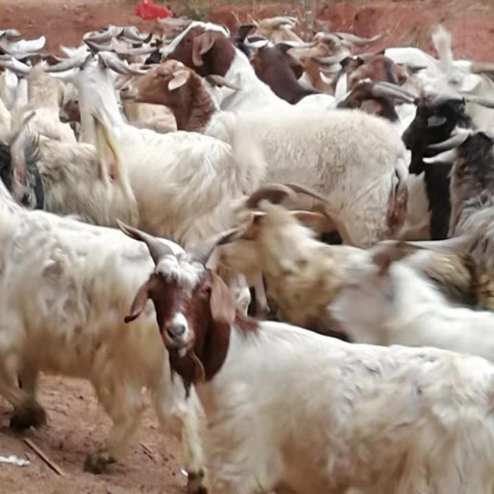 河边街菜市场羊肉