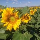 明天你是否依然爱我