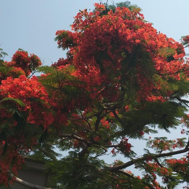 军中绿花