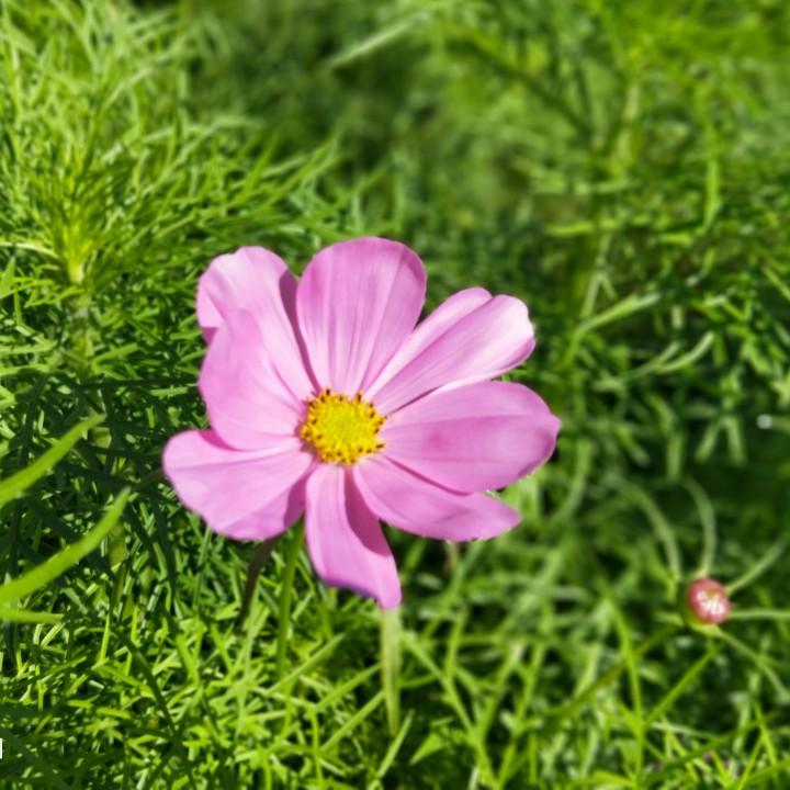 🍎᭄平安🌺喜樂໑ຼₒ₂5᭄