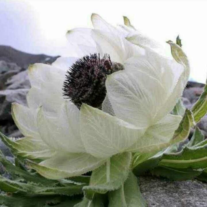 英子