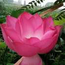 安新县硕美水生植物