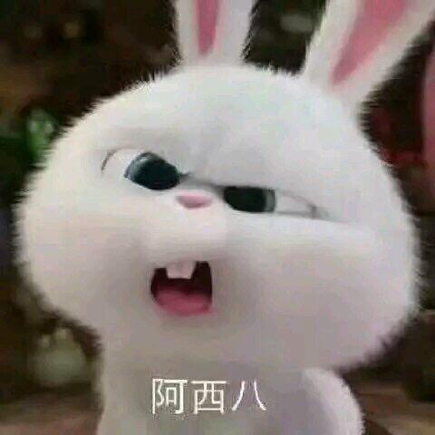无敌熊哥哥