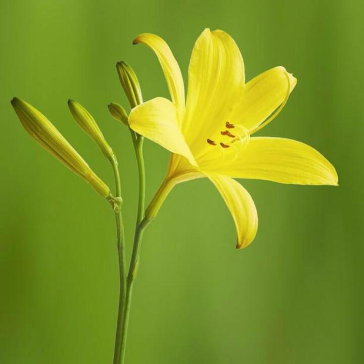 百合花语