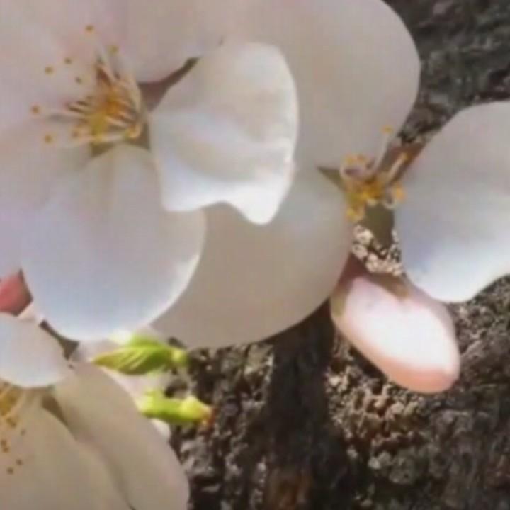 清风微凉