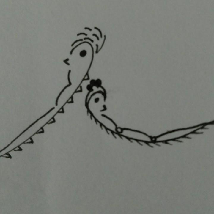 菠菜