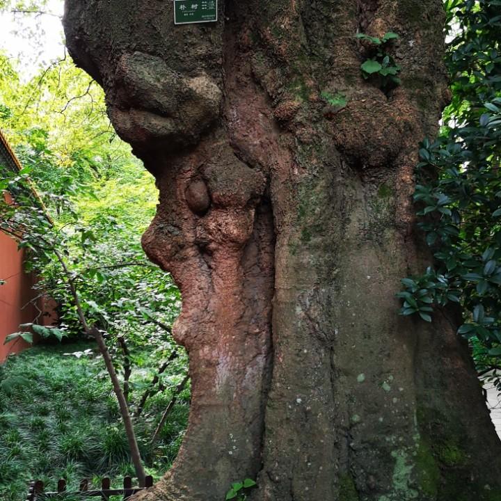 指尖淡淡烟草味