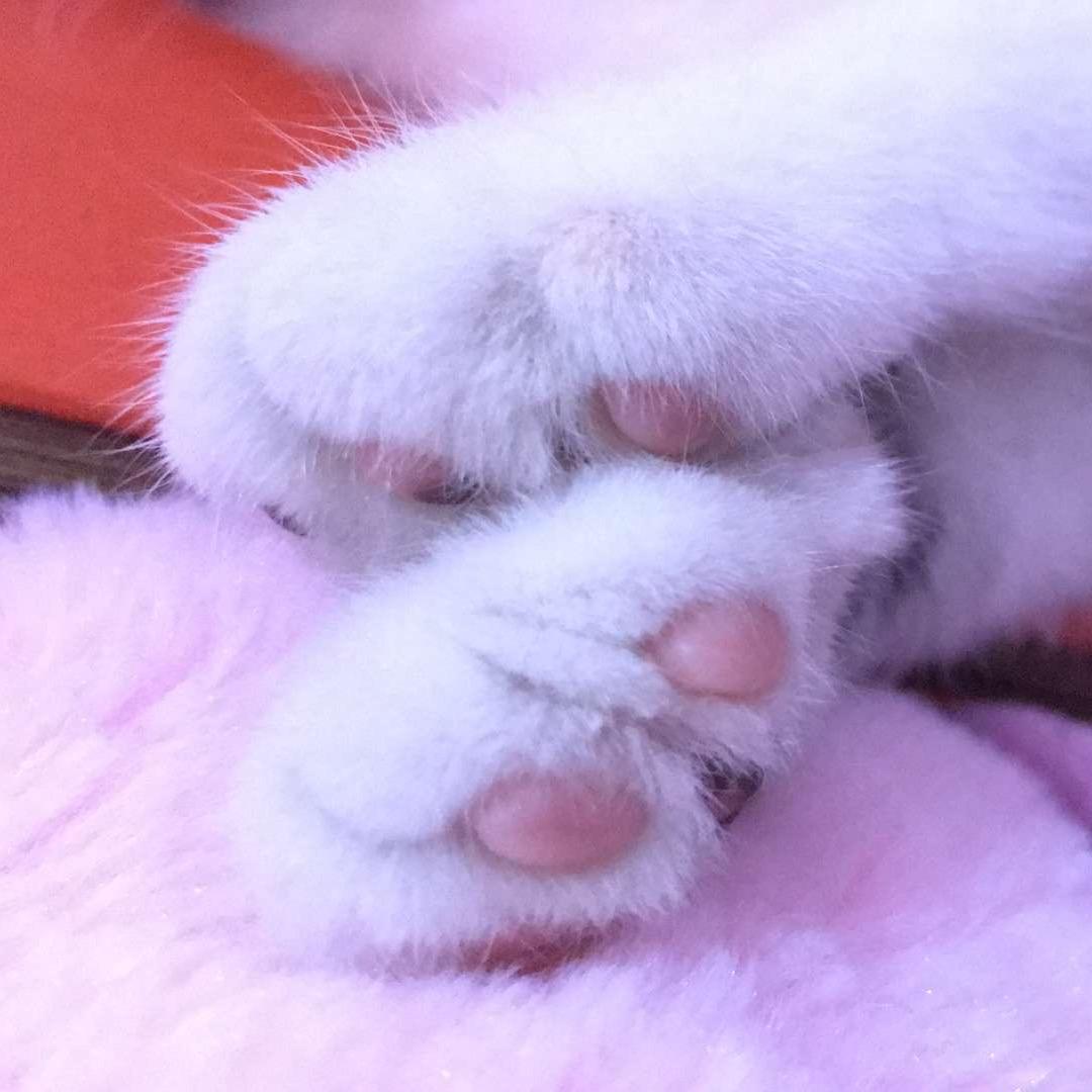 小黑猫的小咸鱼