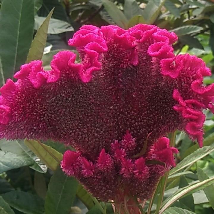 飞哥