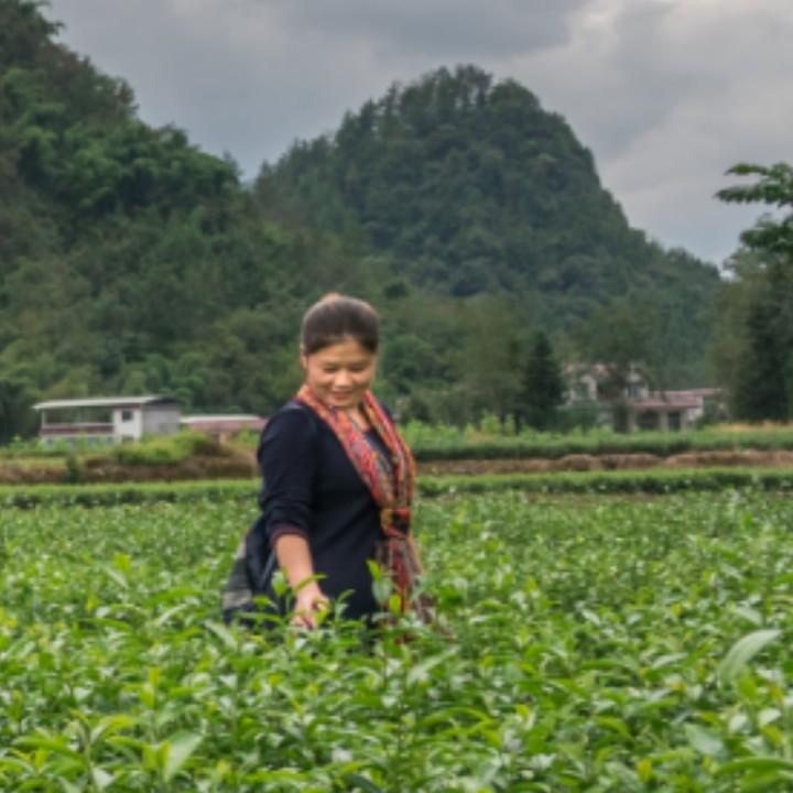 映山红红姐说媒