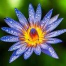 ༺࿄࿆༼自在·曦子༽࿅࿆༻