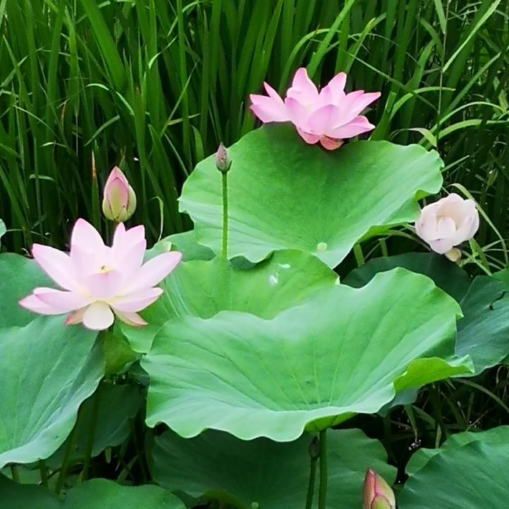 枫叶荻花