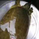 甲鱼批发_甲肴水产