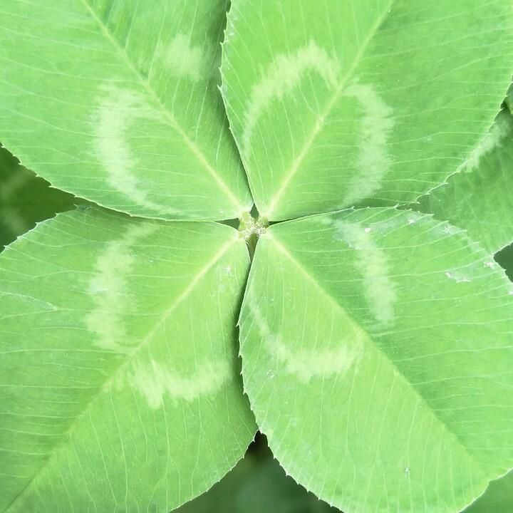 幸运草
