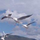 💕 花开花落为谁家💕