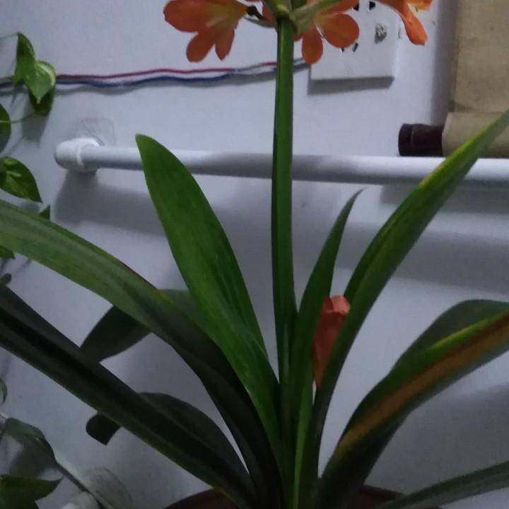 一布衣