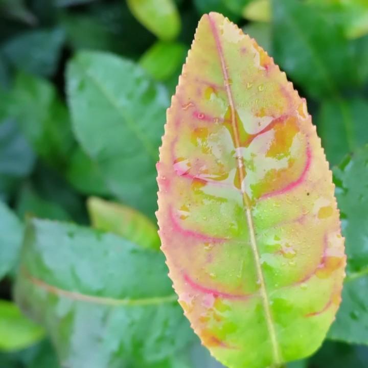 茶山酒事