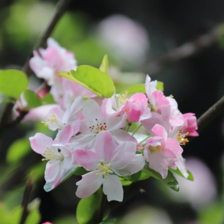 御龙在天手游—蝴蝶兰
