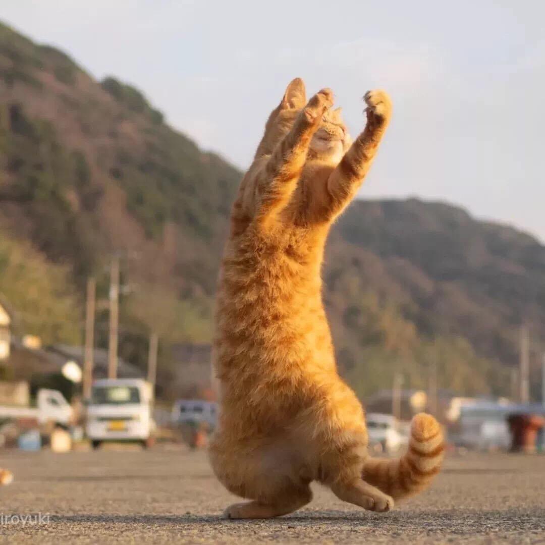 我不知道取什么名字好💓