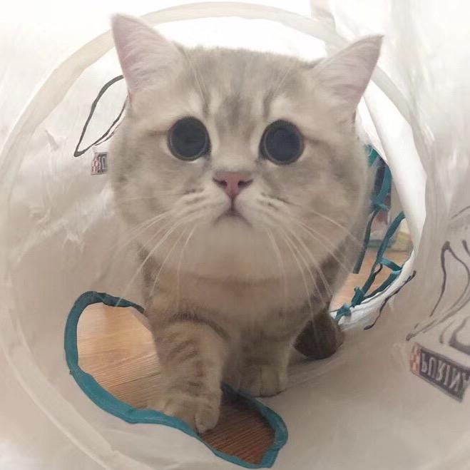 熊仔是喵喵@抖音