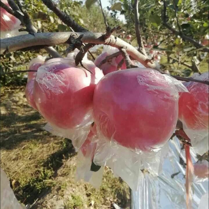 苹果基地