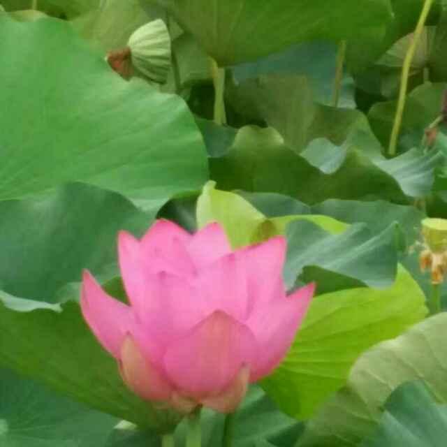 春天中飞舞的凤凰