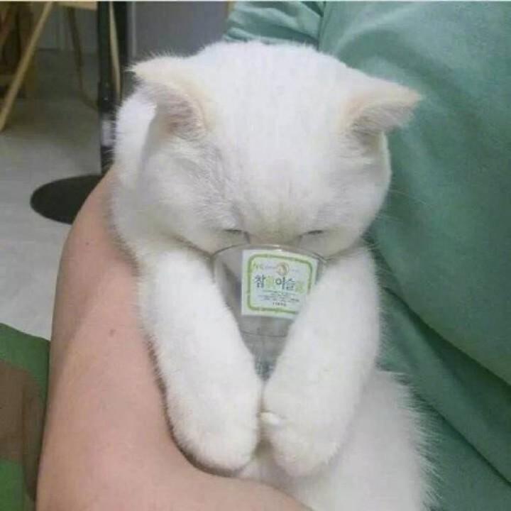 苏晨