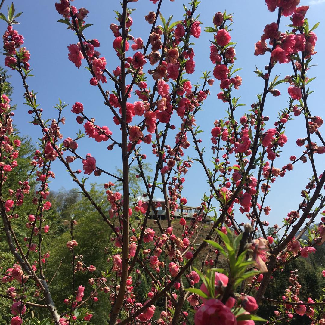 🌴🌴柒🌴🌴柒零