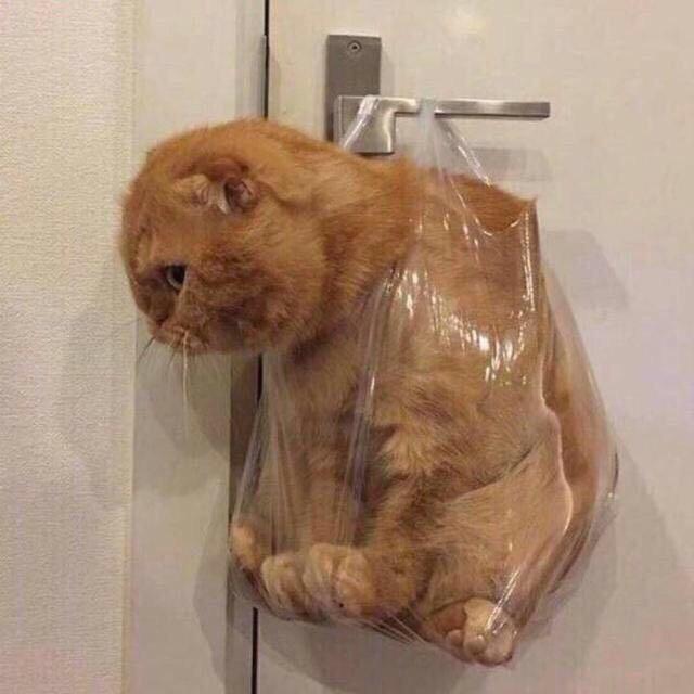豌豆姐姐