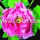 杨姐(废品回收点)