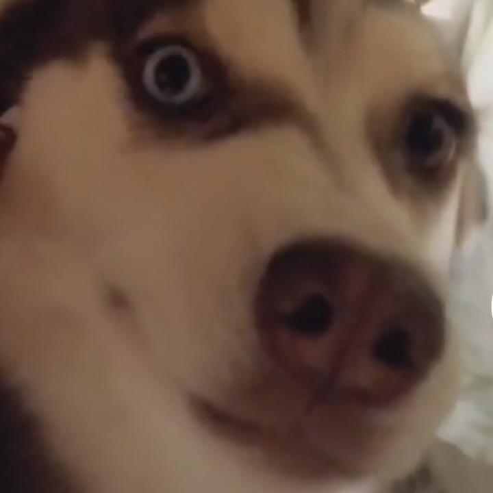 苏良骏