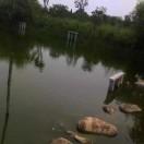 天龙漾生态甲鱼