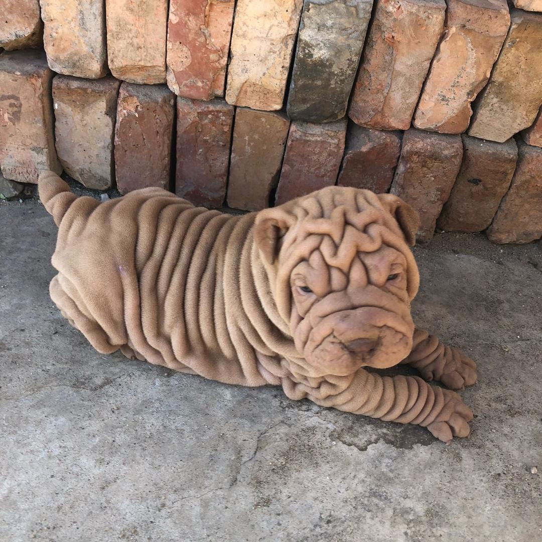 沙皮大男孩