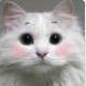 猫咪