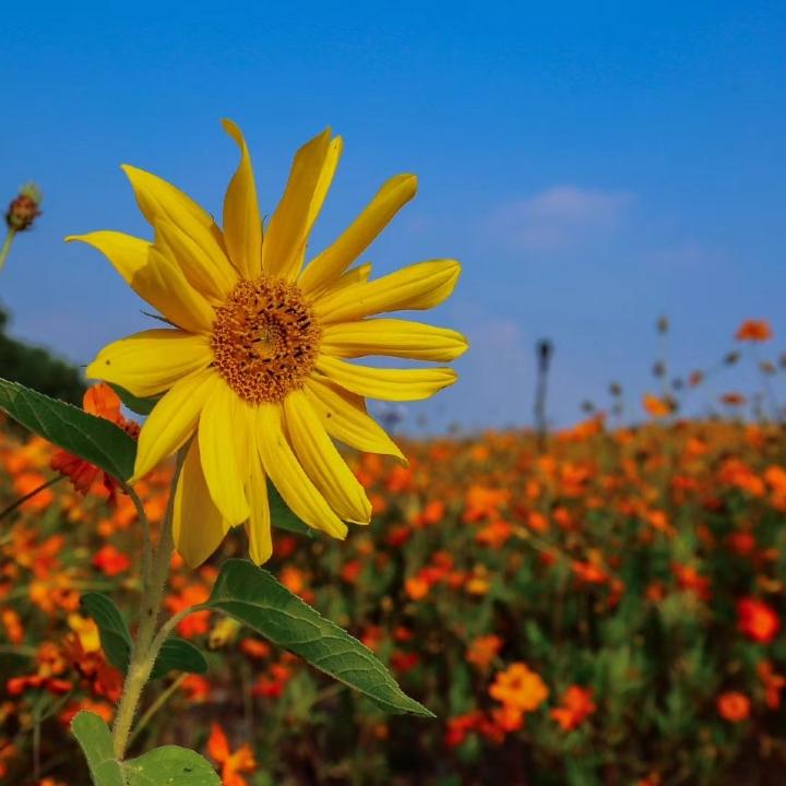 芦苇微微