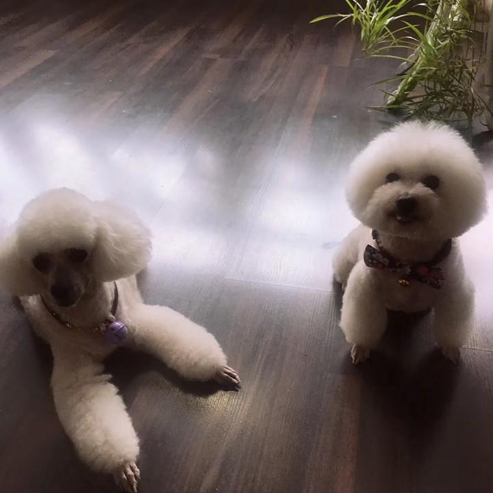 小~喜鹊