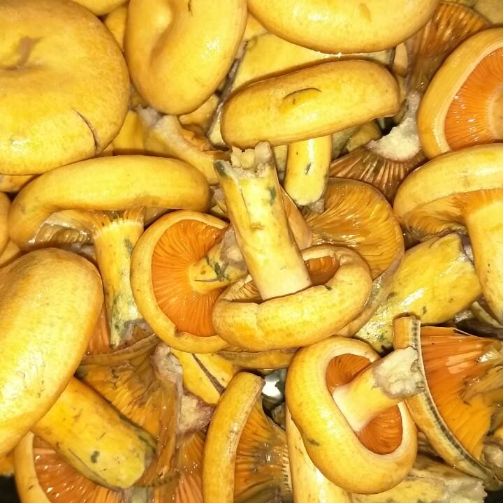 杨三