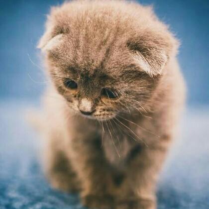 家菲猫