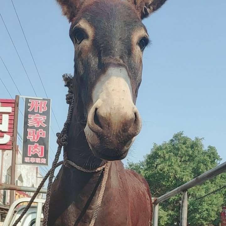 邢氏驴肉马肉