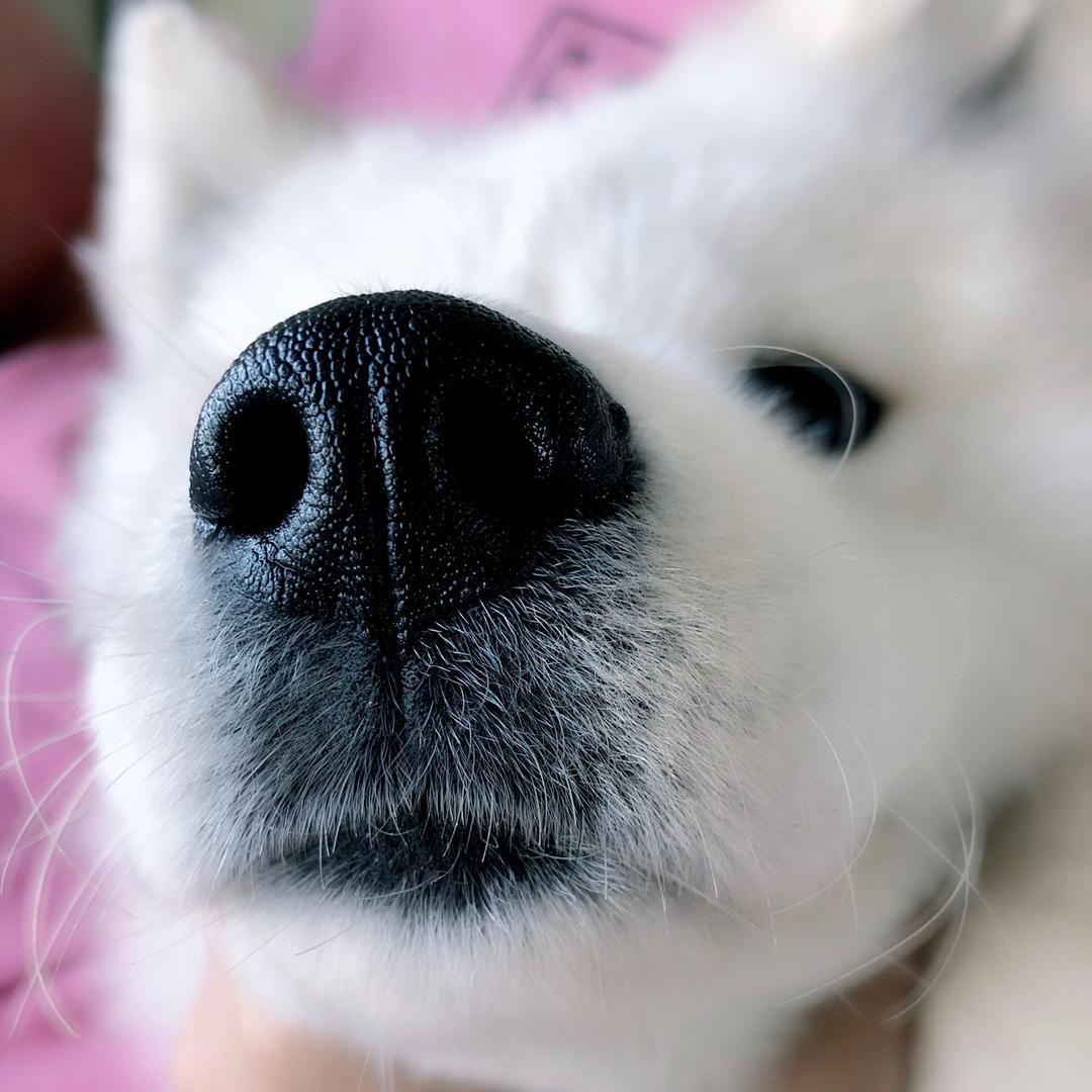 包子嘴儿的小白