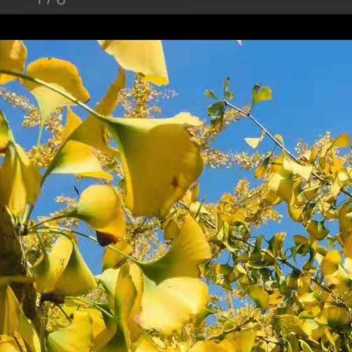 馨飞扬