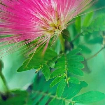 ✨淡然🍃💞阿菊💫