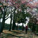 Cicicccc