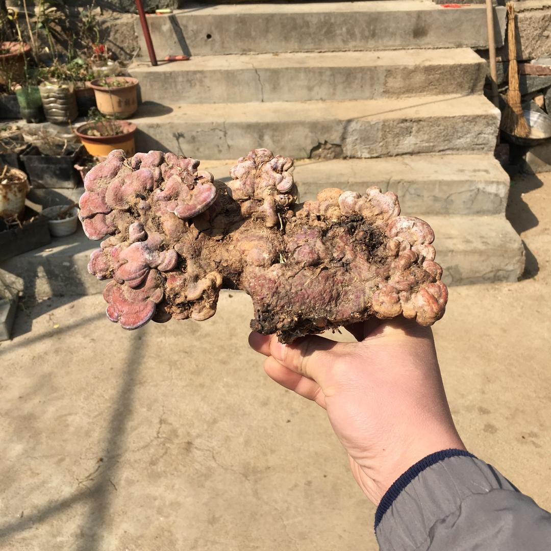 谁是谁的菜