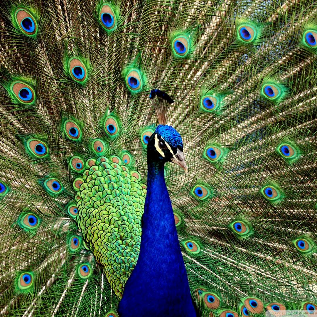 木子木亥厷人主