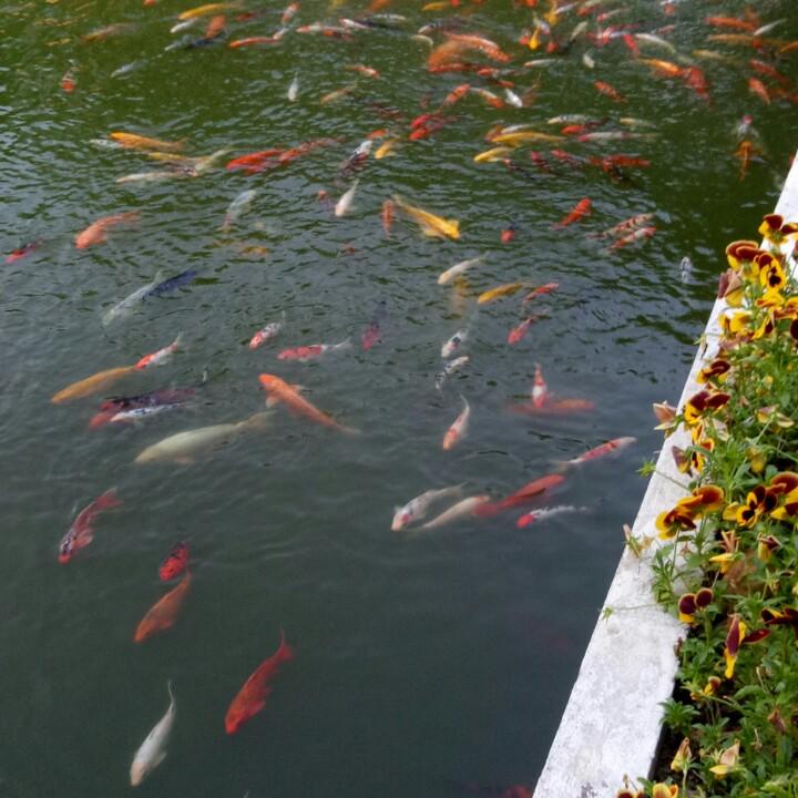 飞扬