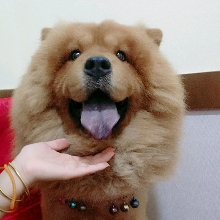 比巴卜