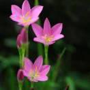 消失的爱 《灵山花卉》