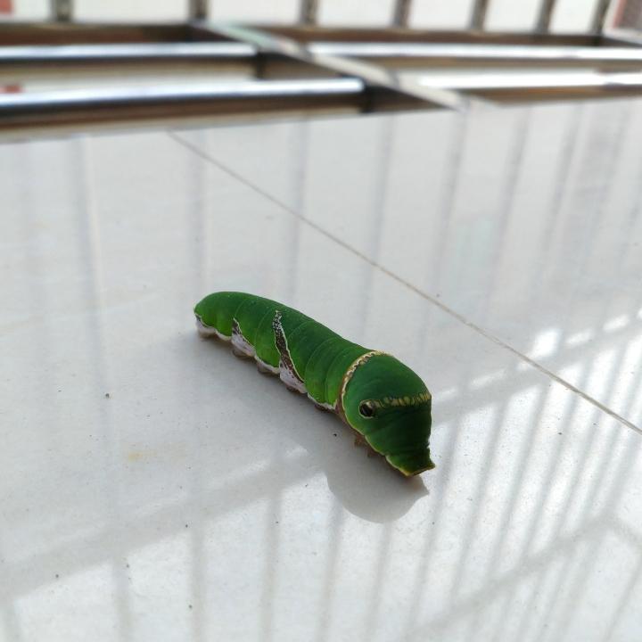 鱼塔